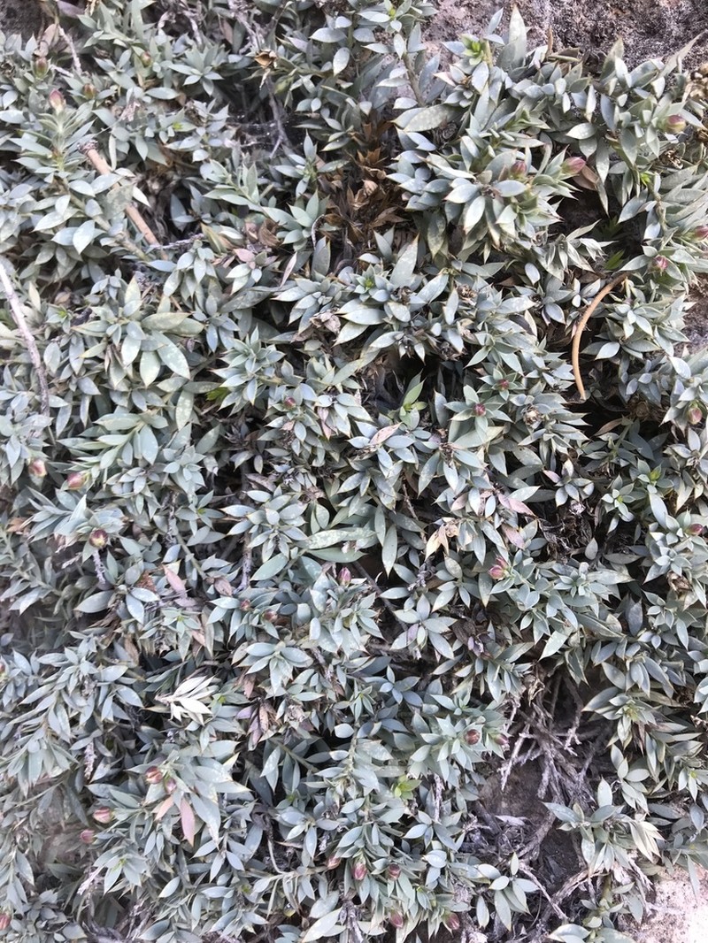Dwarf Greasebush photo 5