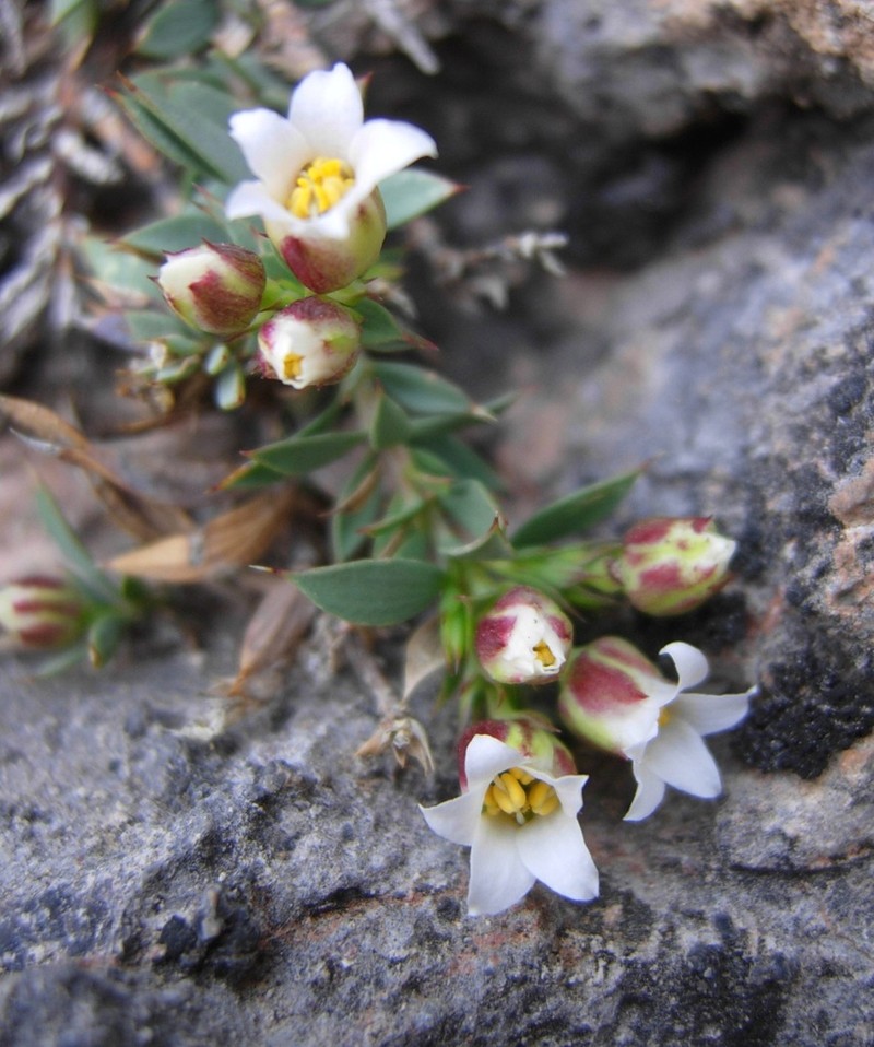 Dwarf Greasebush photo 6