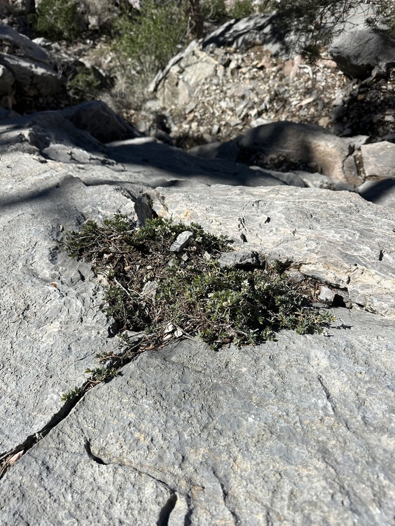 Dwarf Greasebush photo 7
