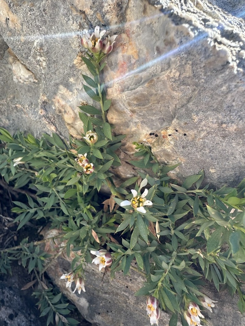 Dwarf Greasebush photo 8