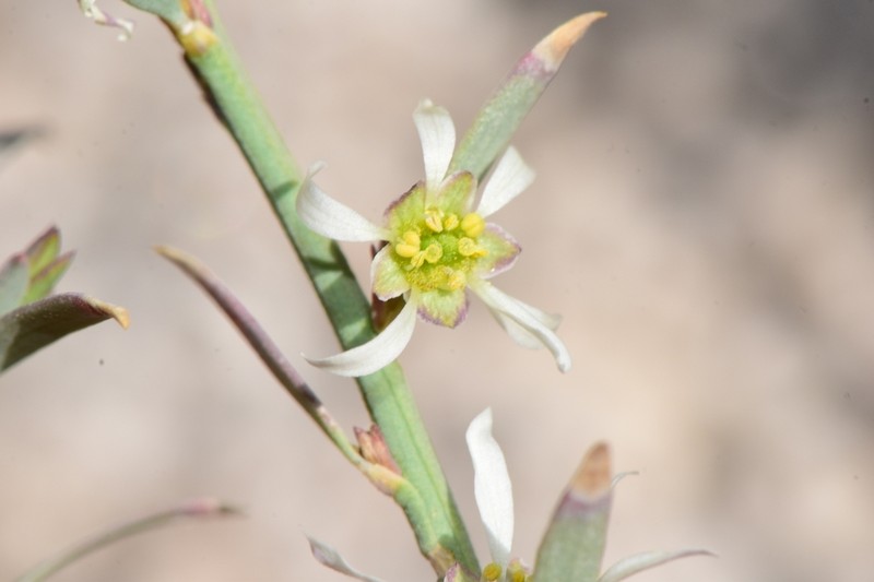 Spiny Greasebush