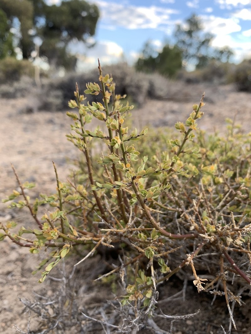 Spiny Greasebush photo 2