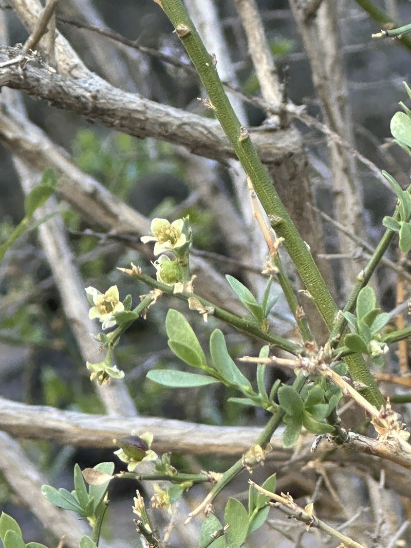 Spiny Greasebush photo 4