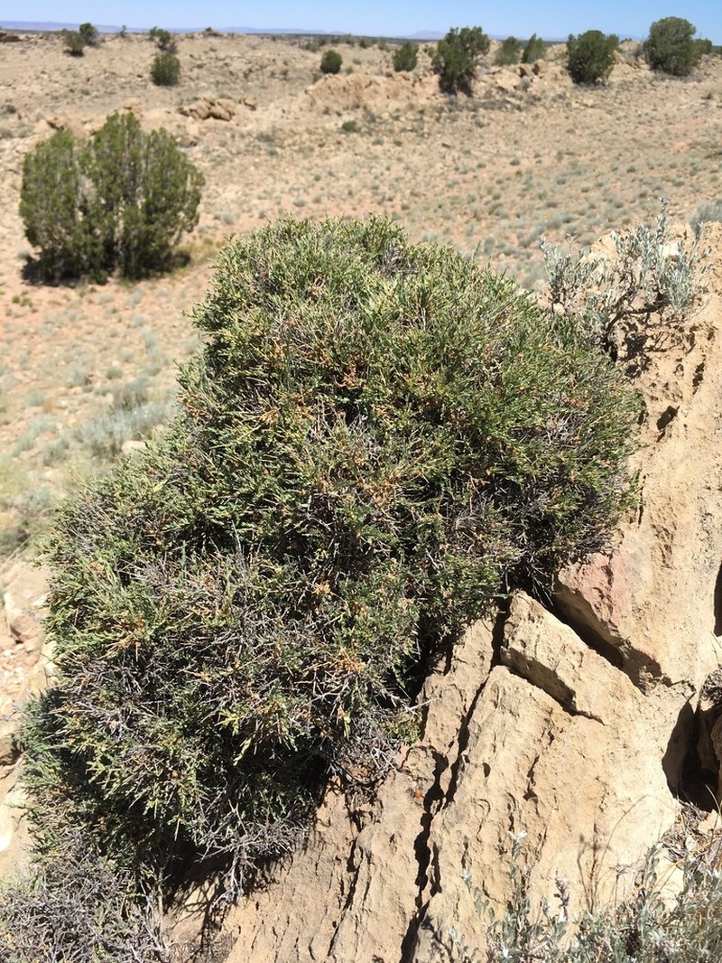 Spiny Greasebush photo 5