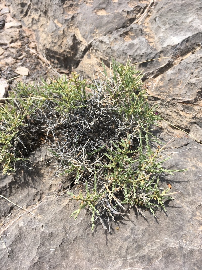 Spiny Greasebush photo 6
