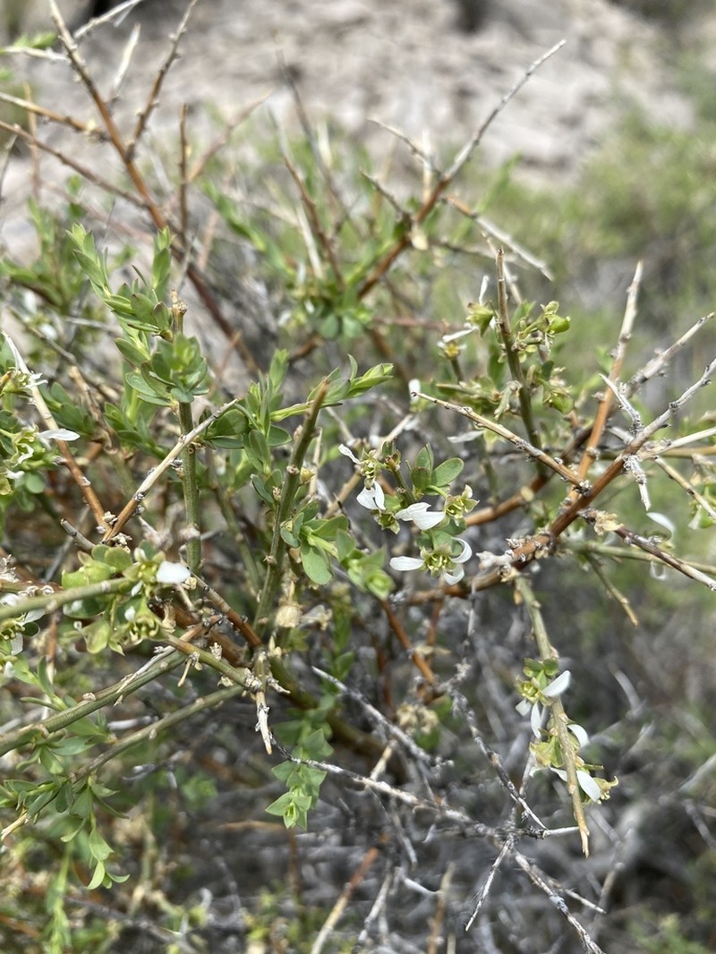 Spiny Greasebush photo 7