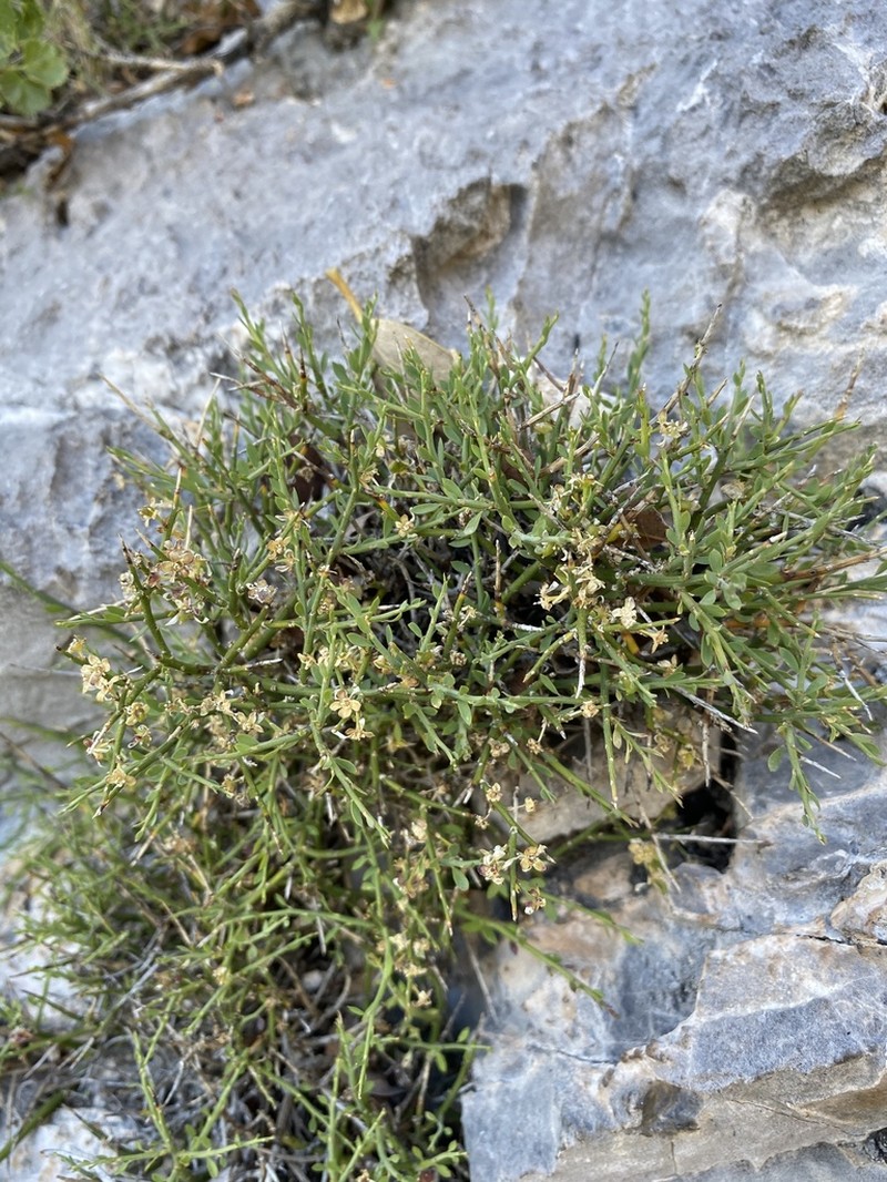 Spiny Greasebush photo 8