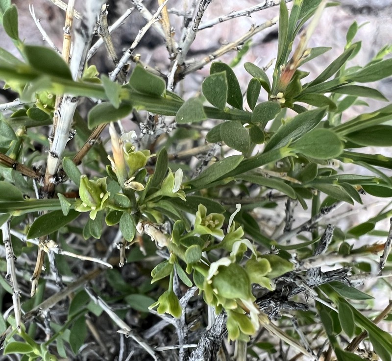 Glossopetalon spinescens var. aridum
