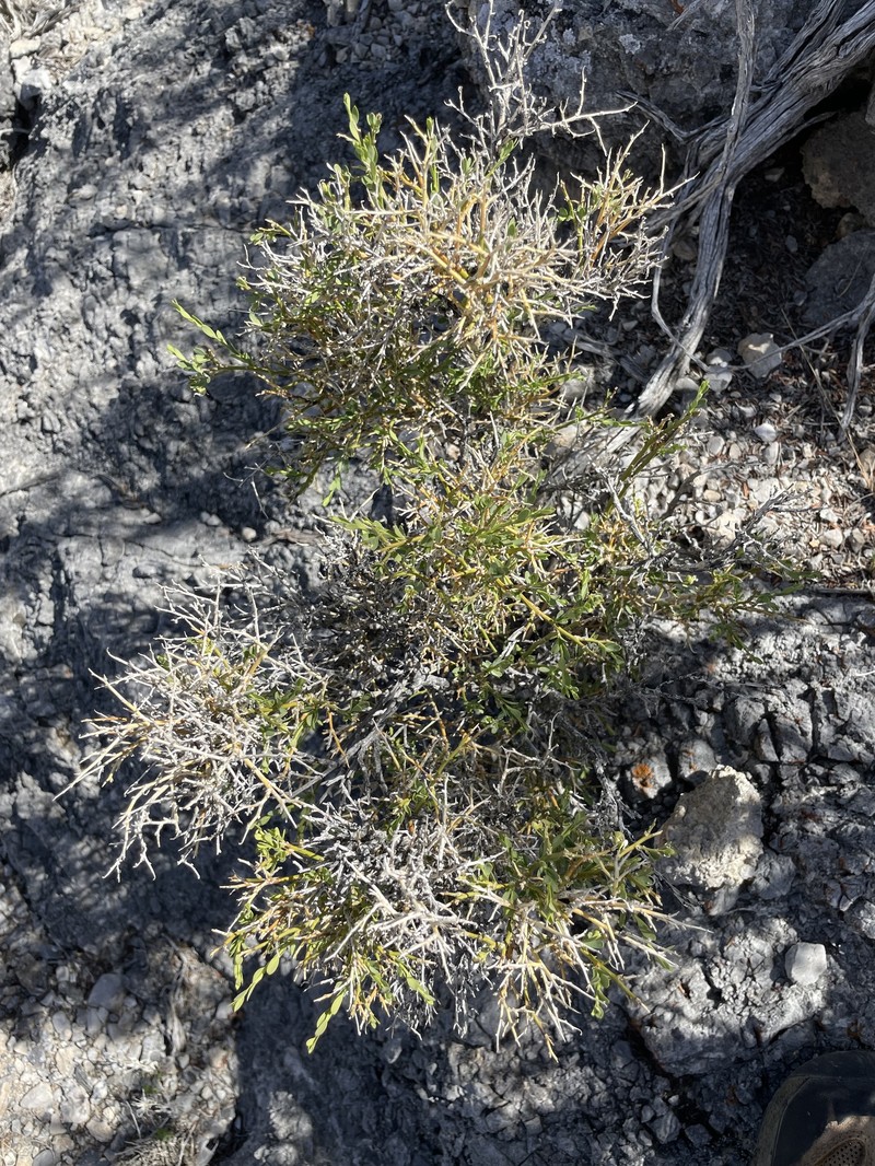 Glossopetalon spinescens var. aridum photo 2