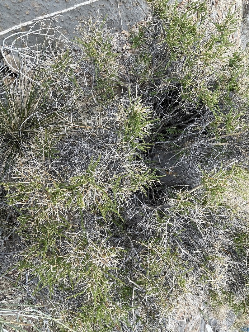 Glossopetalon spinescens var. aridum photo 3
