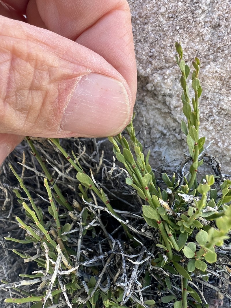 Glossopetalon spinescens var. aridum photo 4