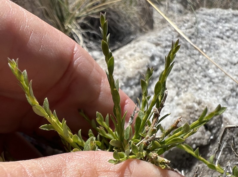 Glossopetalon spinescens var. aridum photo 5