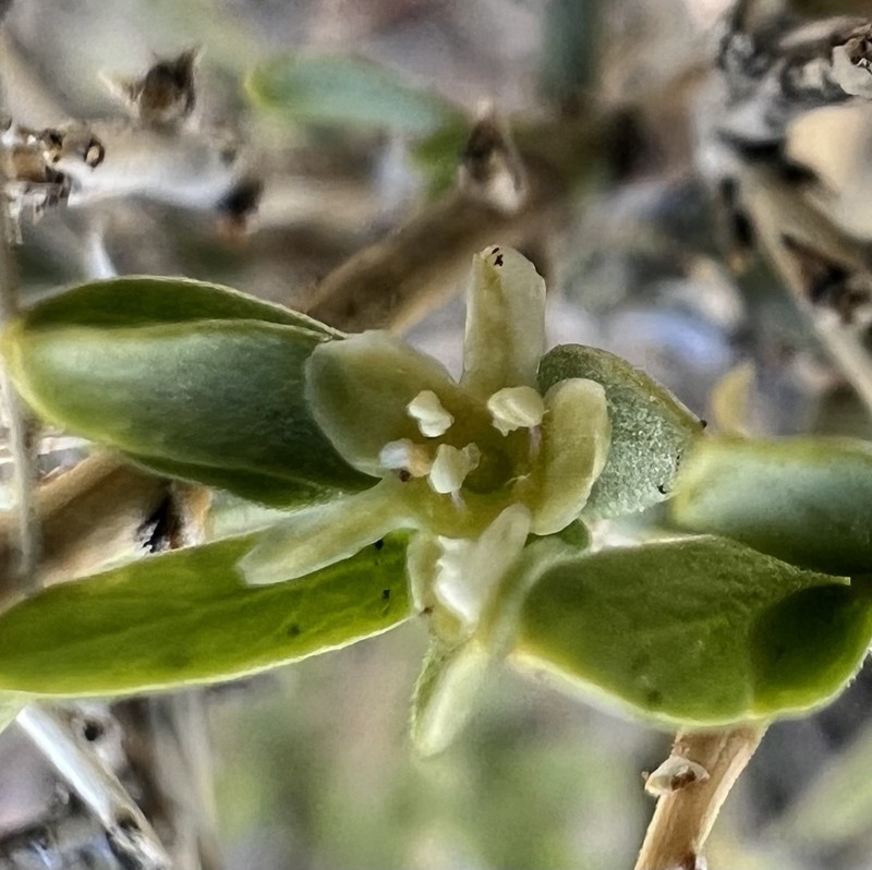 Glossopetalon spinescens var. aridum photo 6