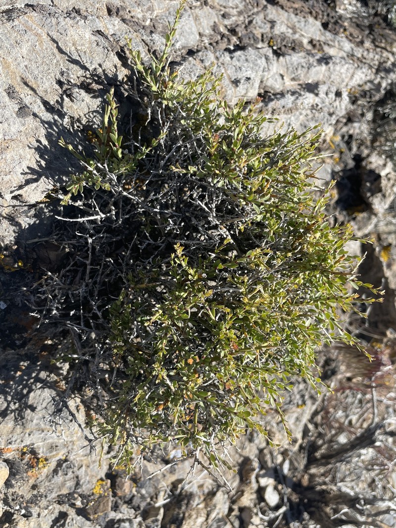 Glossopetalon spinescens var. aridum photo 7