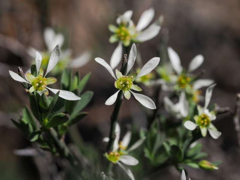 Glossopetalon spinescens var. aridum photo 8