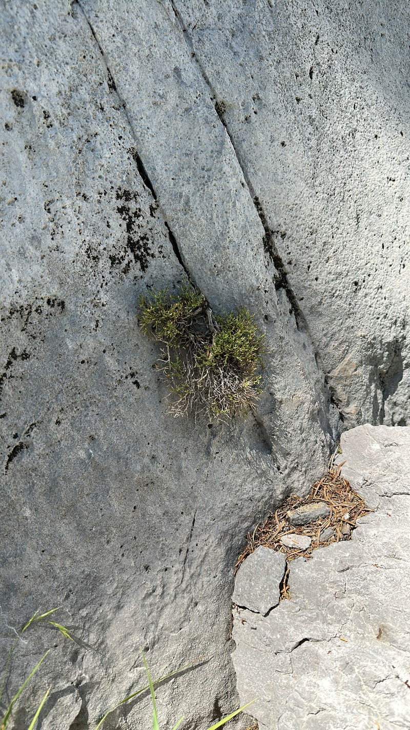 Clokey's Greasebush