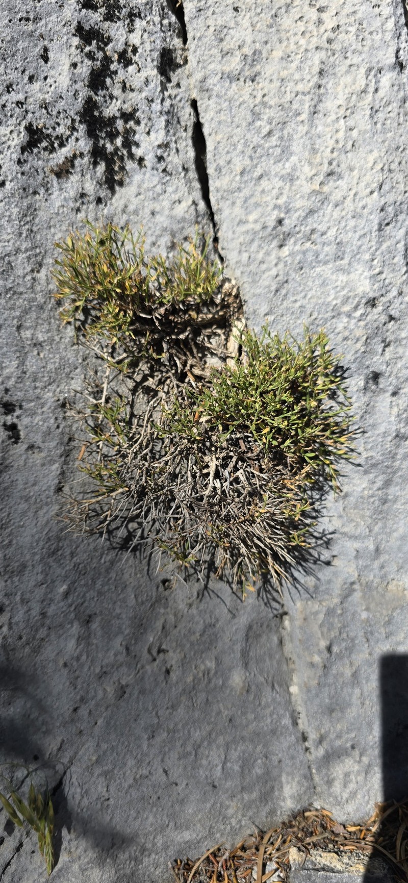 Clokey's Greasebush photo 2