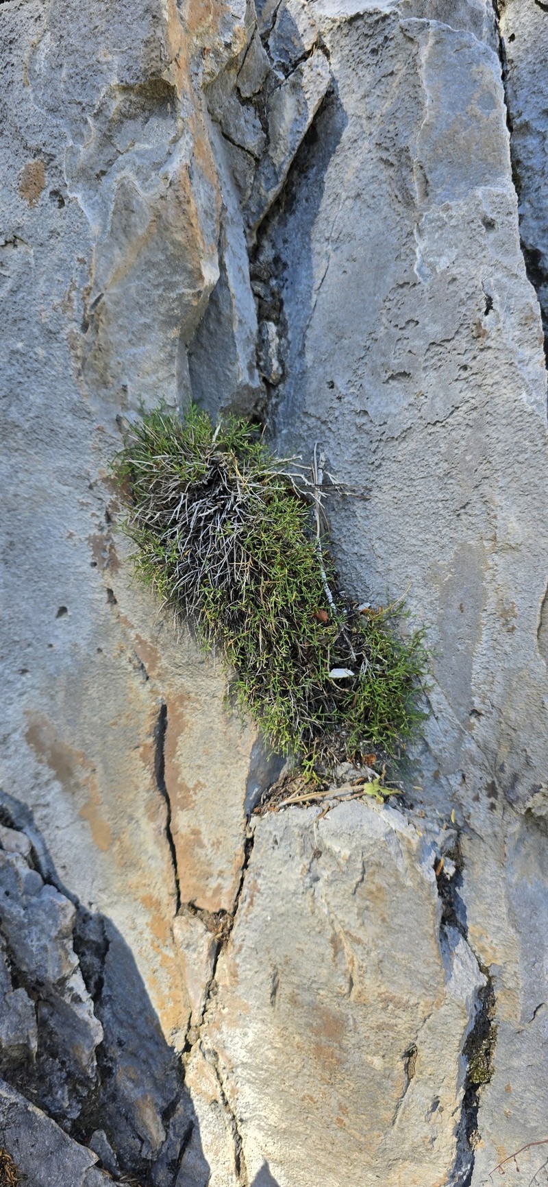 Clokey's Greasebush photo 3