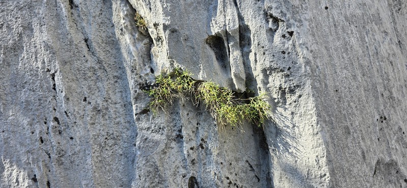 Clokey's Greasebush photo 4