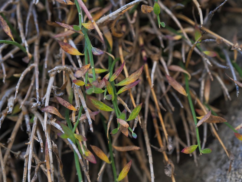Clokey's Greasebush photo 5