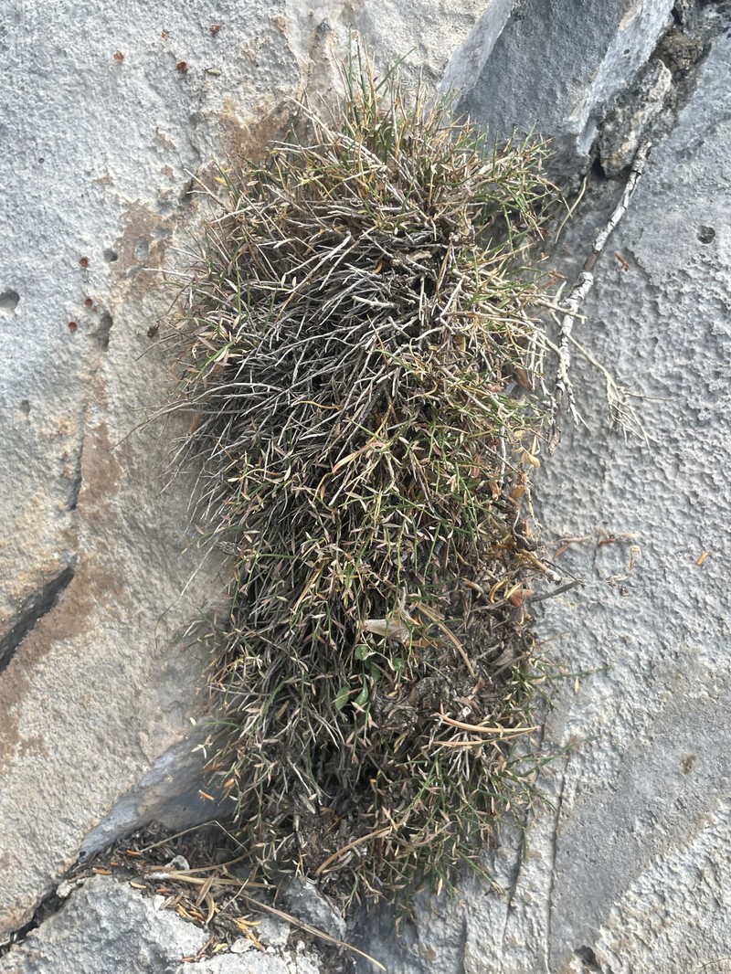 Clokey's Greasebush photo 6
