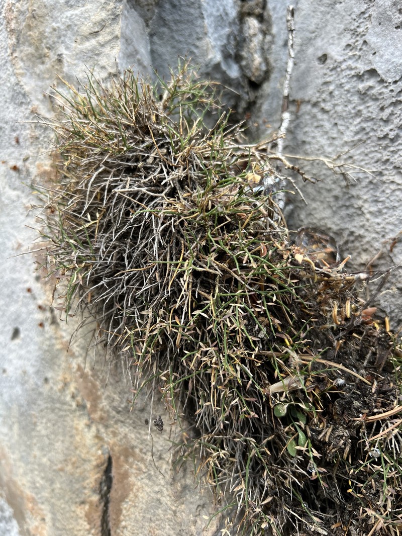 Clokey's Greasebush photo 7