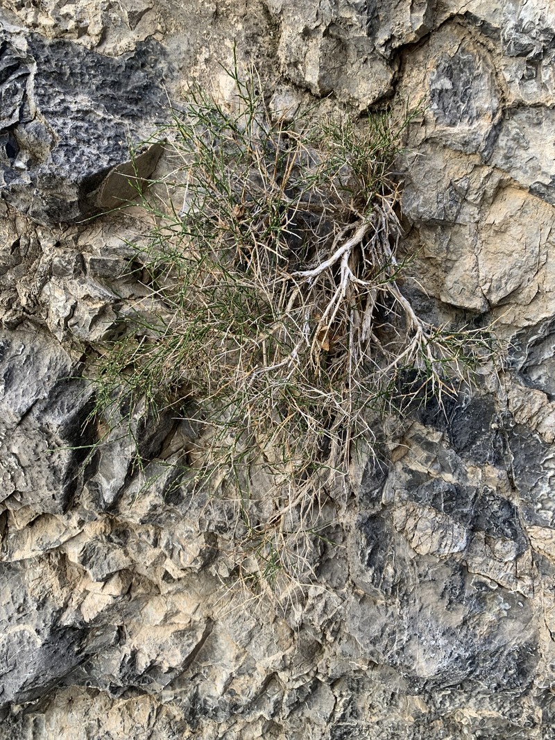 Clokey's Greasebush photo 8