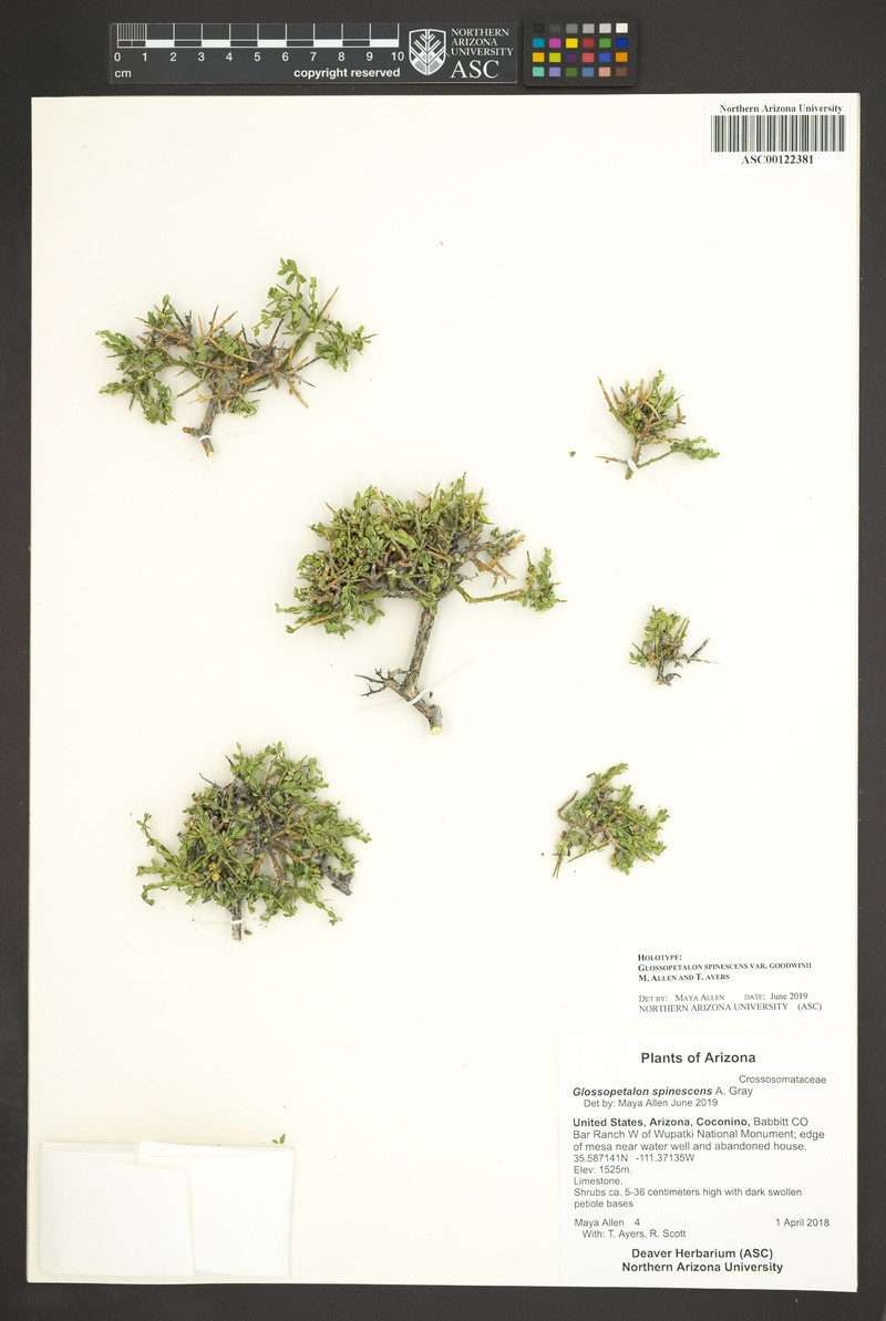 Glossopetalon spinescens var. goodwinii
