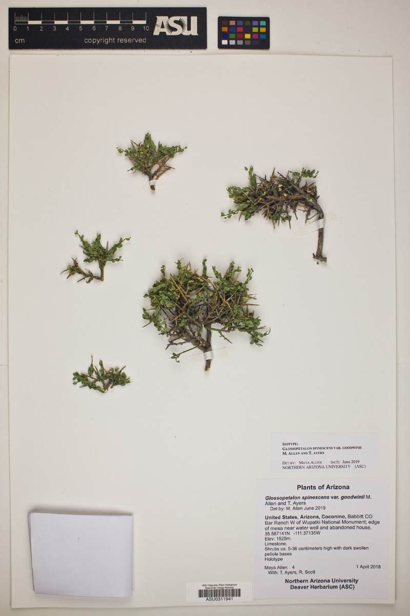Glossopetalon spinescens var. goodwinii photo 2