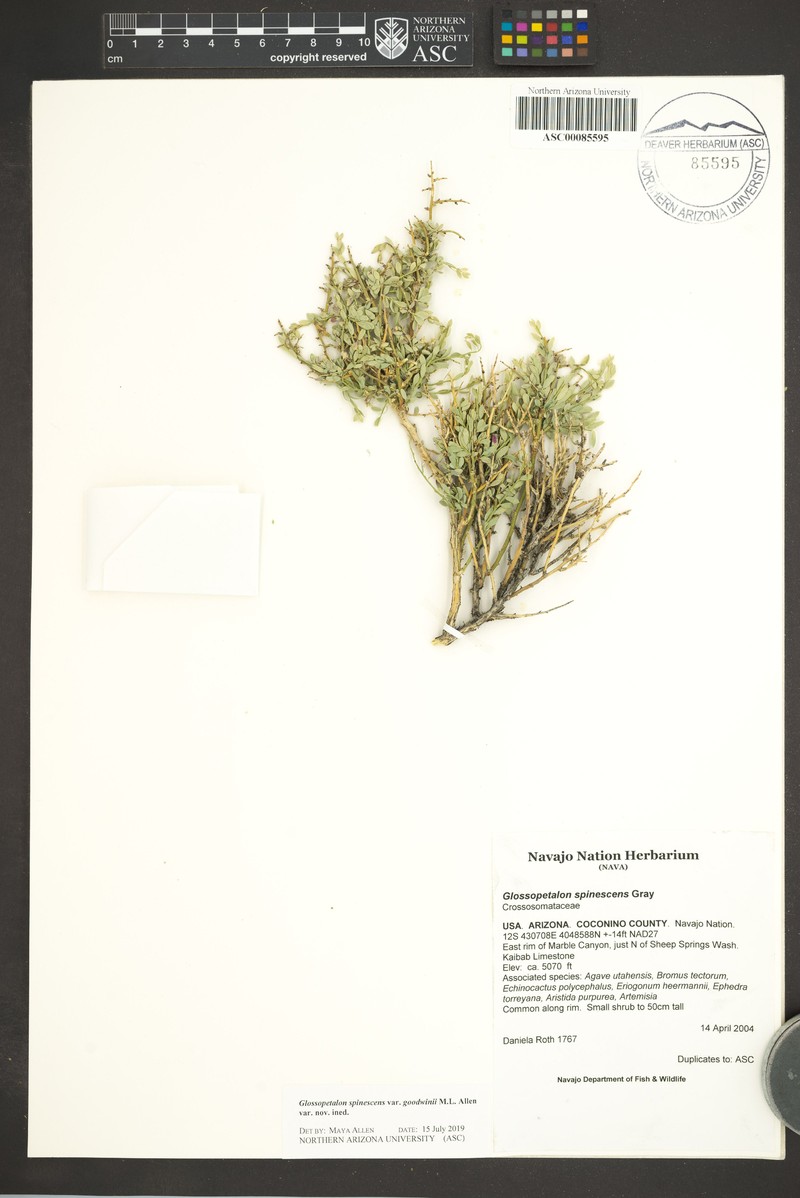 Glossopetalon spinescens var. goodwinii photo 3
