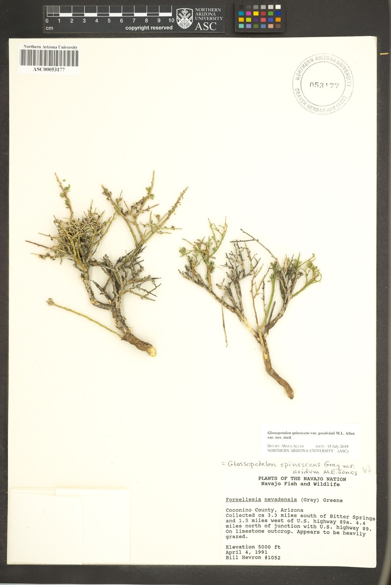 Glossopetalon spinescens var. goodwinii photo 4