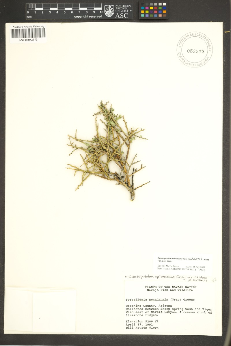 Glossopetalon spinescens var. goodwinii photo 5