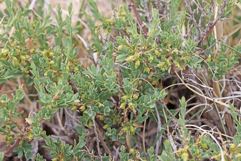 Glossopetalon spinescens var. meionandrum