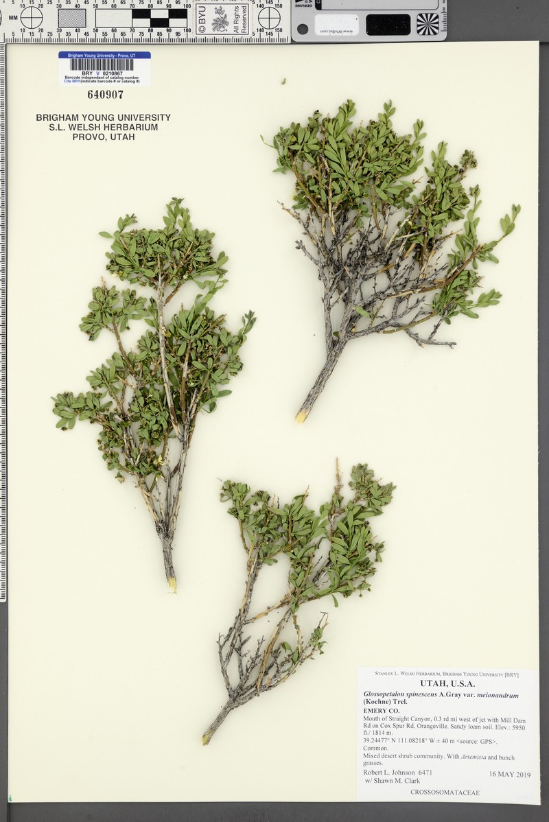Glossopetalon spinescens var. meionandrum photo 2