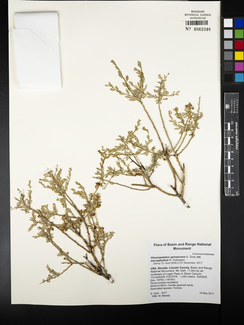 Glossopetalon spinescens var. microphyllum photo 2