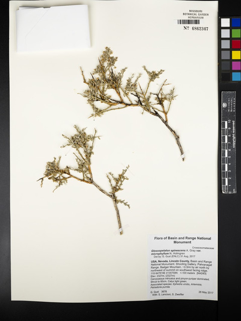 Glossopetalon spinescens var. microphyllum photo 3