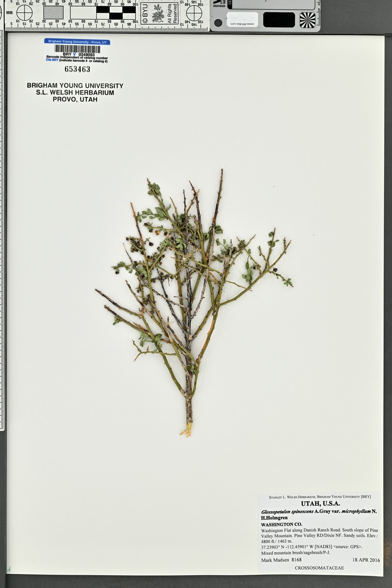 Glossopetalon spinescens var. microphyllum photo 4