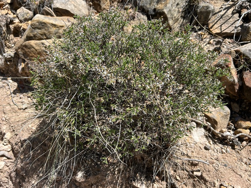 Glossopetalon spinescens var. planitierum