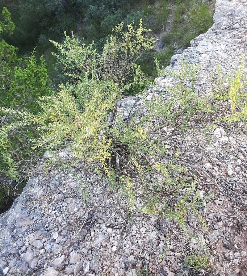 Glossopetalon spinescens var. planitierum photo 2