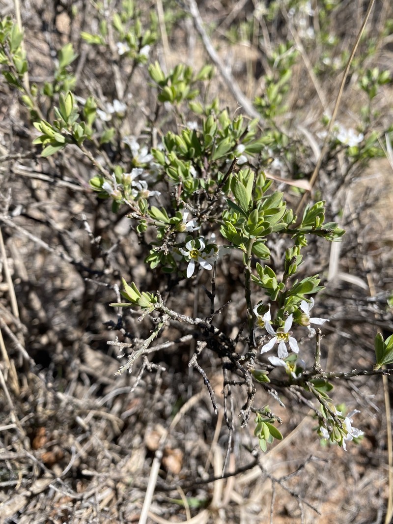 Glossopetalon spinescens var. planitierum photo 3