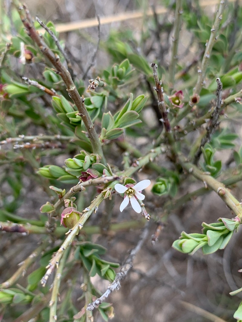 Glossopetalon spinescens var. planitierum photo 4