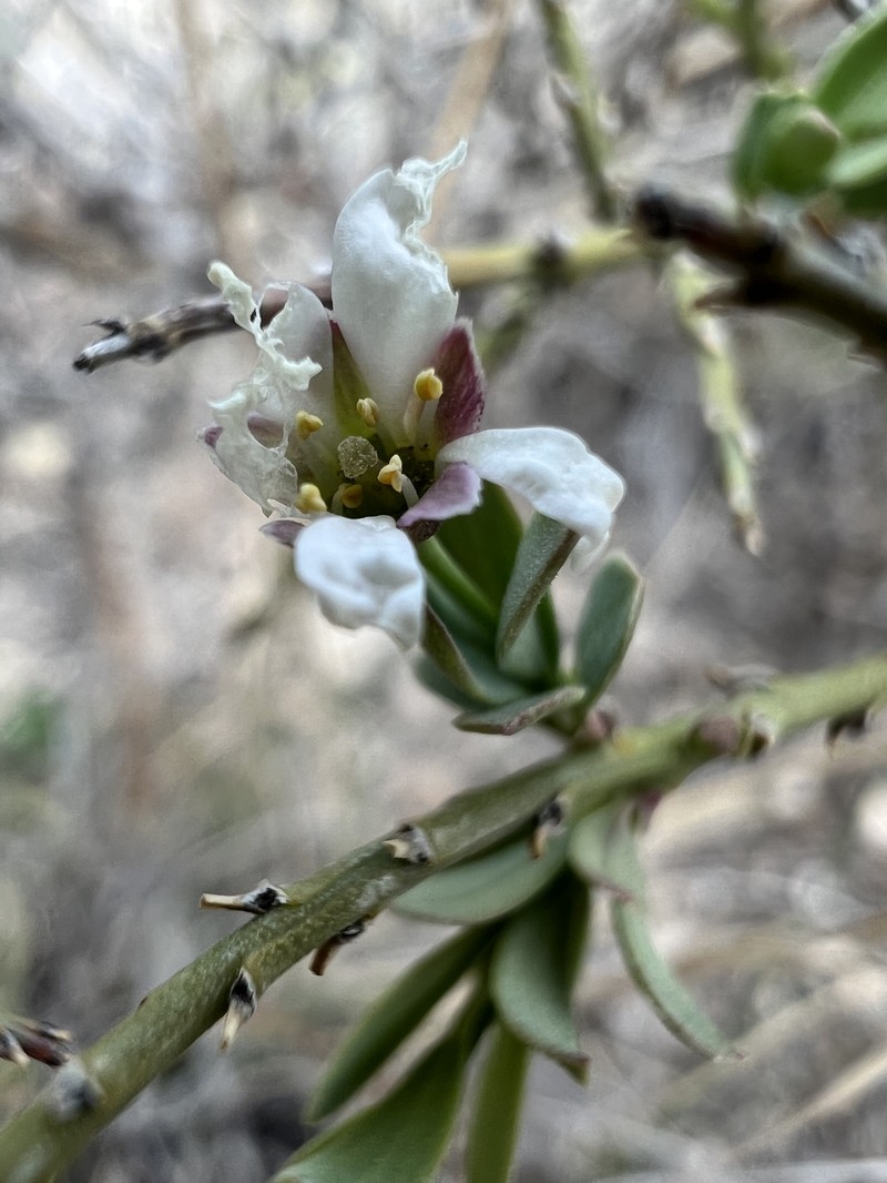 Glossopetalon spinescens var. planitierum photo 5