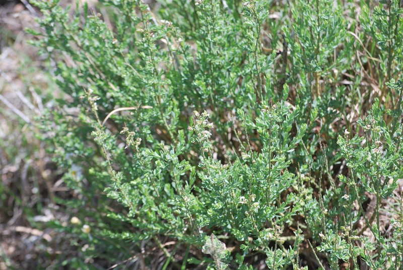 Glossopetalon spinescens var. planitierum photo 6