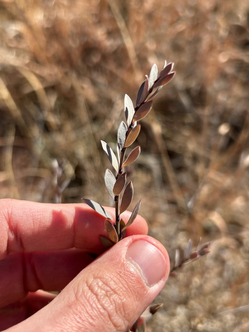 Glossopetalon spinescens var. planitierum photo 7