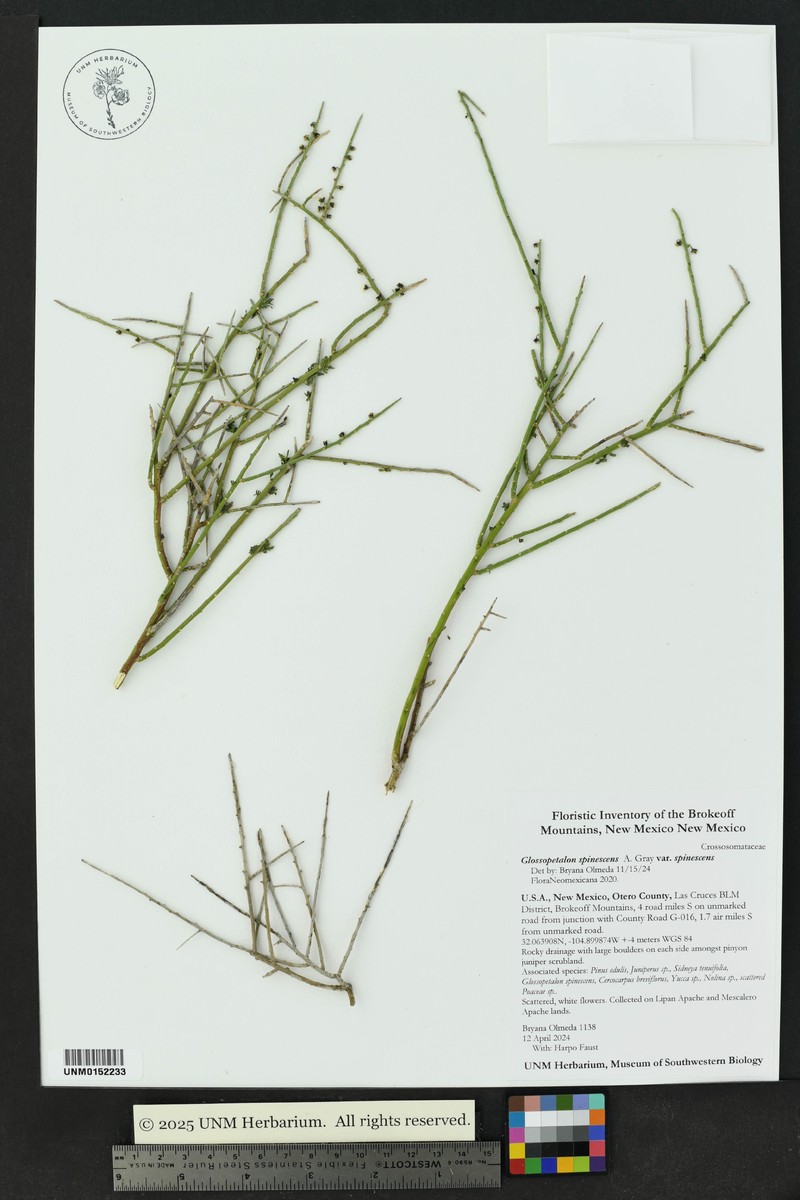 Glossopetalon spinescens var. spinescens