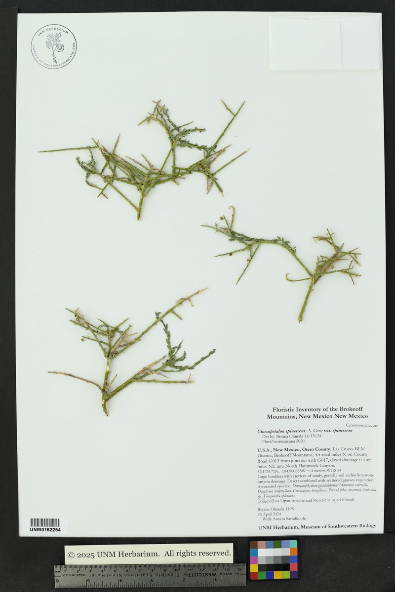 Glossopetalon spinescens var. spinescens photo 2