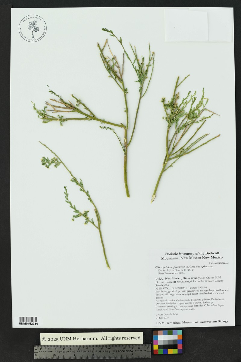 Glossopetalon spinescens var. spinescens photo 3
