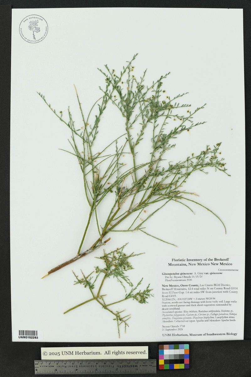 Glossopetalon spinescens var. spinescens photo 4