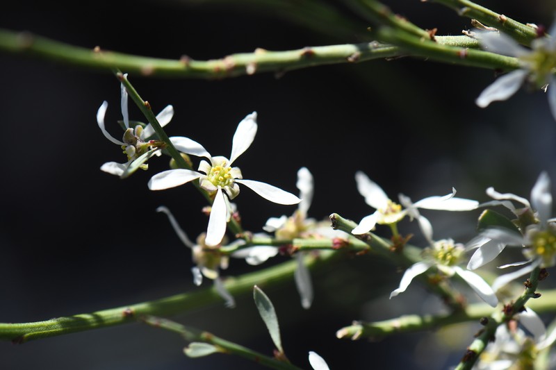 Glossopetalon spinescens var. spinescens