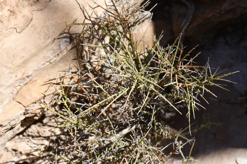 Glossopetalon spinescens var. spinescens photo 2